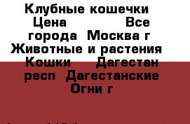 Клубные кошечки › Цена ­ 10 000 - Все города, Москва г. Животные и растения » Кошки   . Дагестан респ.,Дагестанские Огни г.